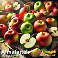 Alma oltványok - Malus domestica