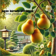 Japán körte - Pyrus Pyrifolia