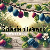 Szilvafa oltványok - Prunus domestica