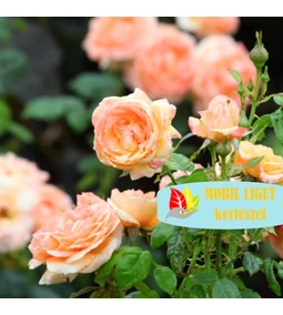 **KERTI TIPPEK JÚNIUSRA**