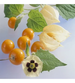 Perui földi cseresznye