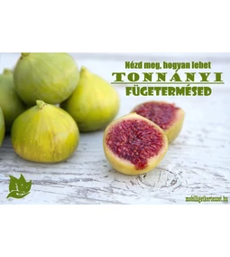 Nézd meg, hogyan lesz tonnányi fügetermésed?