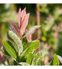 Tarkalevelű japán fűz gondozása