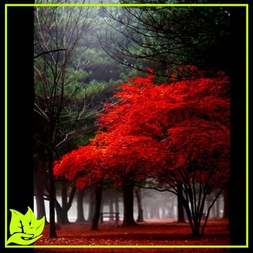 Vörös levelű japán juhar - Acer Palmatum Atropurpureum (Bordó) Vörös levelű japán juhar - Acer Palmatum Atropurpureum (Bordó)