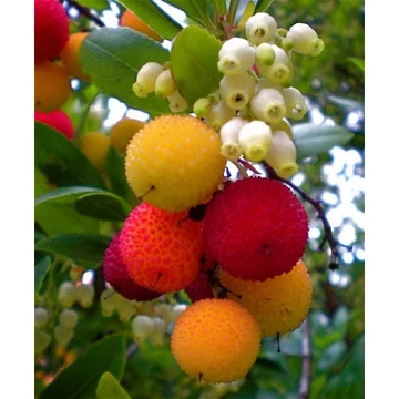 Nyugati szamócafa - Arbutus Unedo