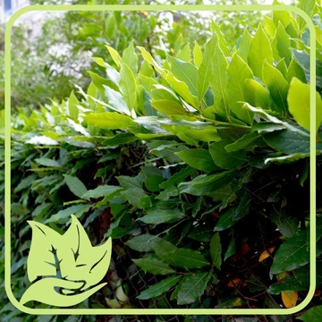 Fűszer babér - Laurus nobilis