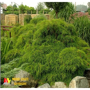 Törpe szavára hamisciprus - Chamaecyparis pisifera 'Filifera Nana'