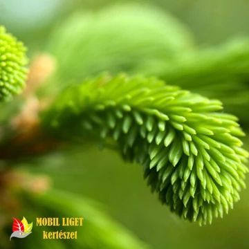 Törpe norvég (gömb) lucfenyő - Picea abies 'Tompa' 