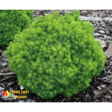 Törpe gömb cukorsüveg fenyő - Picea Glauca 'Alberta Globe'
