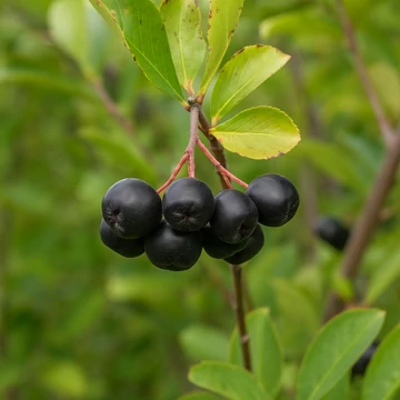 Feketeberkenye termés Feketeberkenye termés