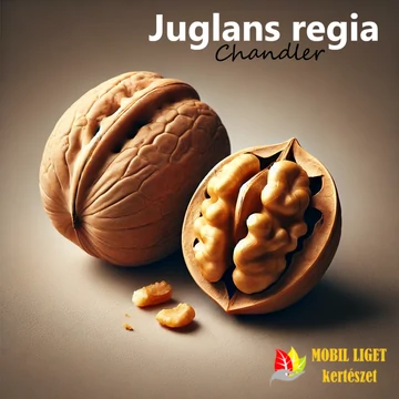 PRÉMIUM MINŐSÉGŰ TERMŐ DIÓFA - Juglans regia 'Chandler'