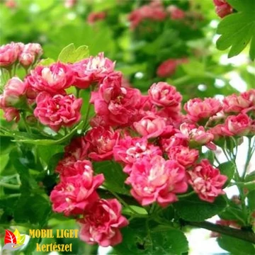 Díszgalagonya - Crataegus laevigata 'Paul's Scarlet'