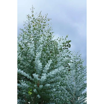  Eukalyptus 'Sylver Drop' - Ezüst csepp eukaliptusz facsemete 80-100 cm