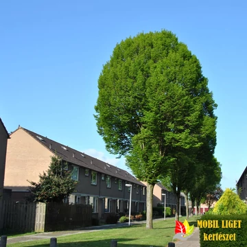 Carpinus betulus 'Fastigiata' (oszlopos gyertyán)