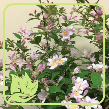 Viráglonc - Kolkwitzia amabilis 'Pink Cloud'