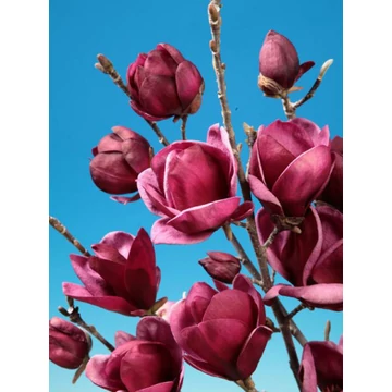 Liliomfa - Magnolia 'Genie' - Nagy (cm150+) (Bordó) Liliomfa - Magnolia 'Genie' - Nagy (cm150+) (Bordó)