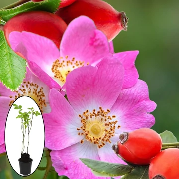 Csipkerózsa – a népi örökség - csipkebogyó (Rosa Canina)