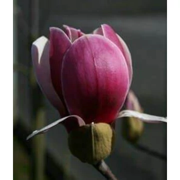 MAGNÓLIA × SOULANGEANA 'Rustica Rubra' - óriás virágú liliomfa