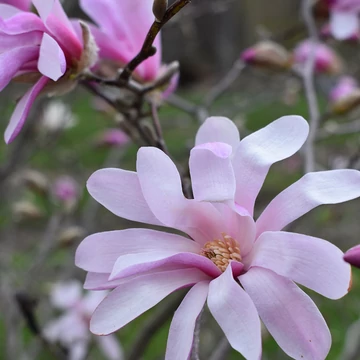 Magnolia loebneri 'Leonard Messel' - csillag virágú, rózsaszín liliomfa