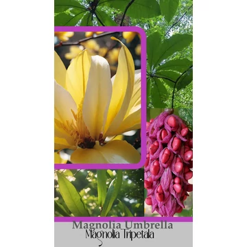 Ernyős Liliomfa - Magnolia Tripetala
