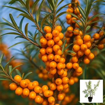 Homoktövis – a pajzs (Hippophae rhamnoides - 2 db termő és porzó)
