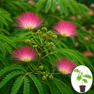 Perzsa selyemakác - Albizia Julibrissin Perzsa selyemakác - Albizia Julibrissin