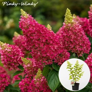 Bugás hortenzia - Hydrangea paniculata fajták