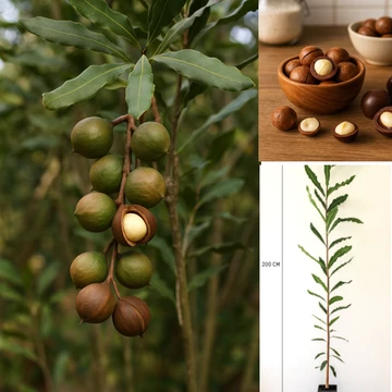 Makadámdió (Macadamia ternifolia)  Spanyol oltvány, édes termésű, fagyérzékeny, fajta 180-200 cm