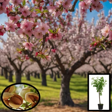 Öntermékeny Mandula konténeres facsemete Öntermékeny Mandula konténeres facsemete