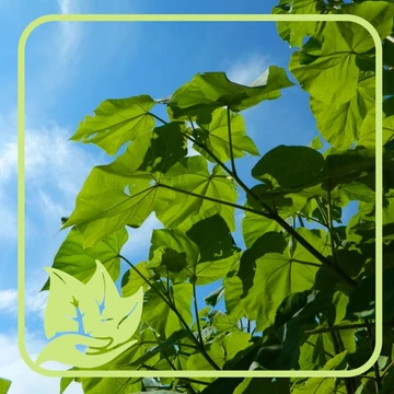 Kínai császárfa - Paulownia Tomentosa