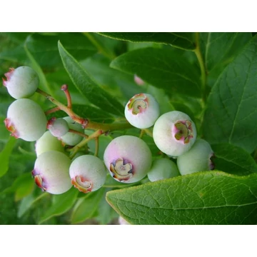 VACCINIUM CORYMBOSUM - amerikai áfonya fajták VACCINIUM CORYMBOSUM - amerikai áfonya fajták