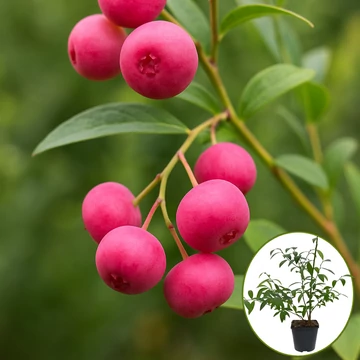 Rózsaszín termésű amerikai áfonya– a különc díva (VACCINIUM CORYMBOSUM 'PINK LEMONADE')