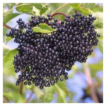 Sambucus nigra 'Haschberg' - KÖZÖNSÉGES FEKETEBODZA