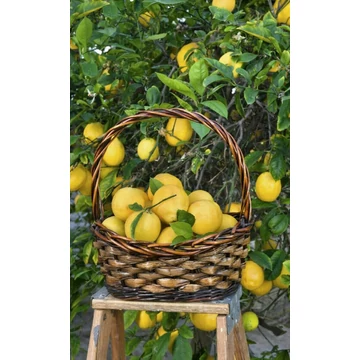 Termő Citromfa (Nagy) - CitrusLimon