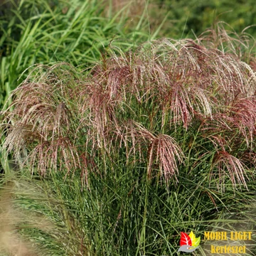 Sötétrózsaszín elefántfű - A Miscanthus sinensis 'Pink Cloud'  Sötétrózsaszín elefántfű - A Miscanthus sinensis 'Pink Cloud'