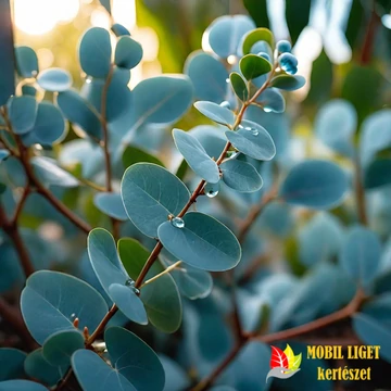 Babakék Eukaliptusz - Eucalypt BabyBlue Babakék Eukaliptusz - Eucalypt BabyBlue