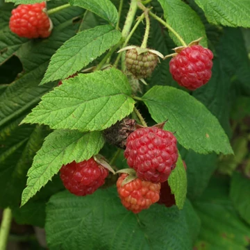 Folyton termő málna - Rubus idaeus Polesie