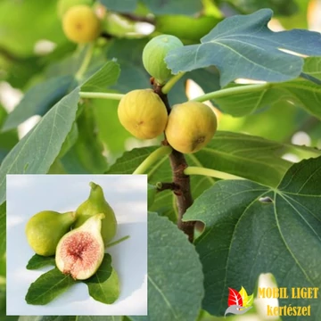 Kadota Füge - Ficus carica 'Dottato" 