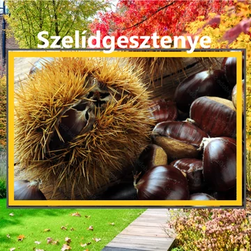 Szelídgesztenye fajták - Castanea 