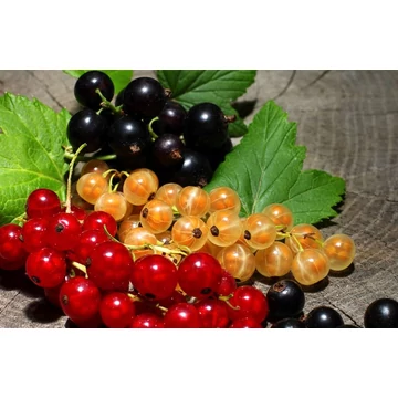 RIBES - Ribizli fajták RIBES - Ribizli fajták