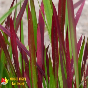Japán vérfű - Imperata cylindrica 'Red Baron' Japán vérfű - Imperata cylindrica 'Red Baron'