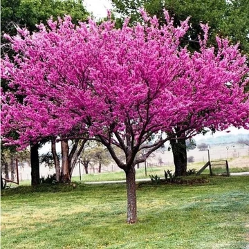 Közönséges Júdásfa - CERCIS GLABRA (palánta)
