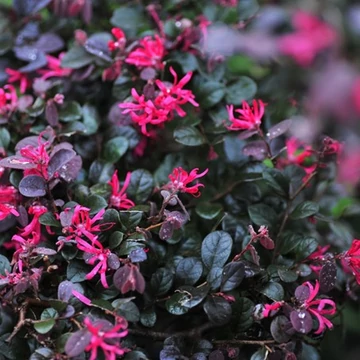Loropetalum chinense 'Fire Dance' – Kínai rojtosvirág