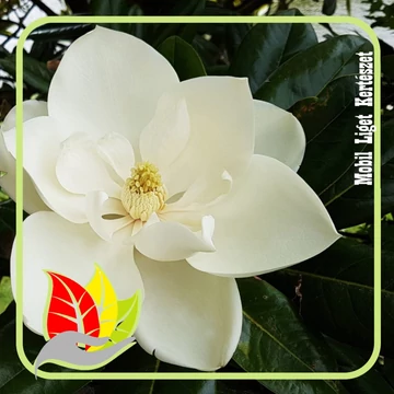 Magnólia Grandiflora ‘Bracken's Brown Beauty’ - Örökzöld Magnolia fajták Magnólia Grandiflora ‘Bracken's Brown Beauty’ - Örökzöld Magnolia fajták