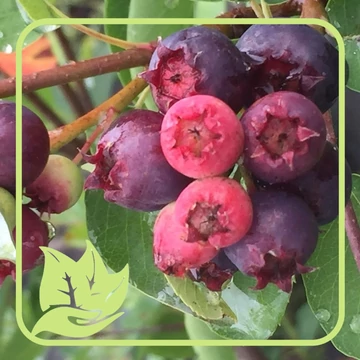 Éger levelű mézalmácska - Amelanchier alnifolia 'Thiessen' Éger levelű mézalmácska - Amelanchier alnifolia 'Thiessen'