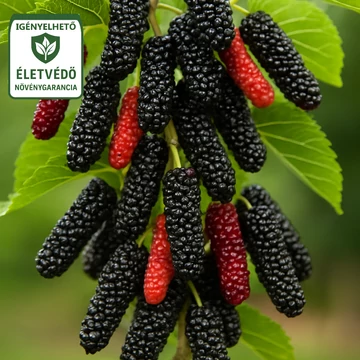 Fekete Eperfa (hosszan érő) - Morus 'Illinois Everbearing' Fekete Eperfa (hosszan érő) - Morus 'Illinois Everbearing'