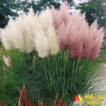 Pampafű (rózsaszín vagy fehér virágú) - Cortaderia selloana 'Pink Feather' vagy 'White Feather'  Pampafű (rózsaszín vagy fehér virágú) - Cortaderia selloana 'Pink Feather' vagy 'White Feather'
