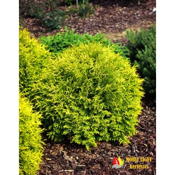Sárga Gömbtuja - Thuja occidentalis 'Golden Globe'