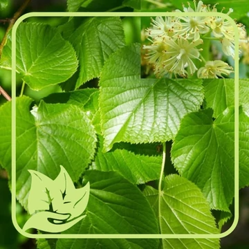 Kislevelű hárs - Tilia cordata