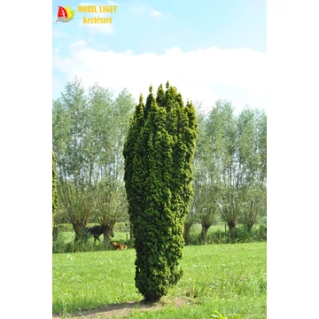 Oszlopos Tiszafa - Taxus baccata 'Fastigiata Robusta'